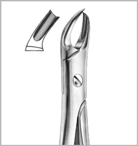 Upper Molars - Right